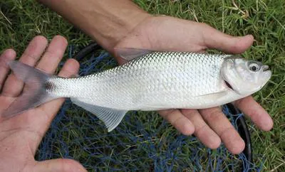 Tiete tetra (Brycon insignis)