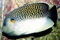 Tiger angelfish (Apolemichthys kingi)