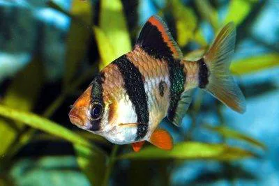 Tiger barb (Puntius tetrazona)