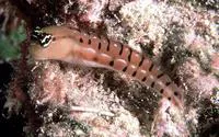 Tiger blenny (Ecsenius tigris)