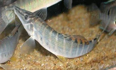 Tiger botia (Syncrossus helodes)