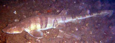 Tiger catshark (Halaelurus natalensis)