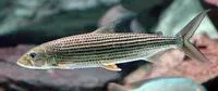Tiger-fish (Hydrocynus brevis)