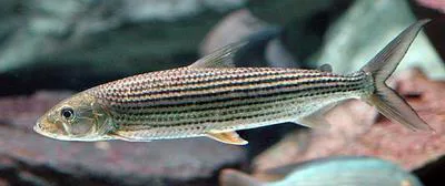 Tiger-fish (Hydrocynus brevis)