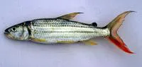 Tiger fish (Hydrocynus vittatus)