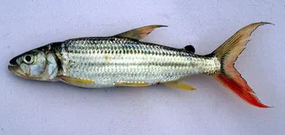 Tiger fish (Hydrocynus vittatus)