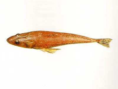 Tiger flathead (Platycephalus richardsoni)