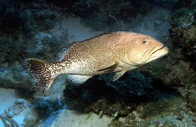 Tiger grouper (Mycteroperca tigris)