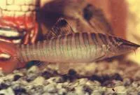 Tiger loach (Syncrossus hymenophysa)