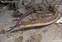 Tiger pipefish (Filicampus tigris)