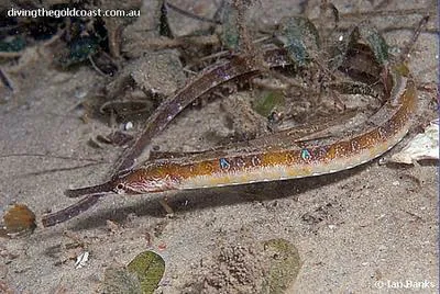 Tiger pipefish (Filicampus tigris)