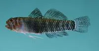 Tiger pygmygoby (Eviota tigrina)