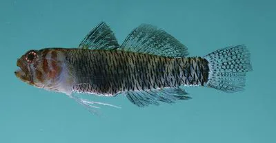 Tiger pygmygoby (Eviota tigrina)