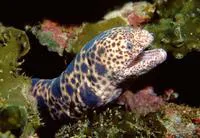 Tiger reef-eel (Scuticaria tigrina)