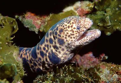 Tiger reef-eel (Scuticaria tigrina)