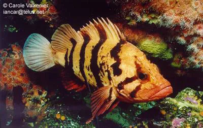 Tiger rockfish (Sebastes nigrocinctus)