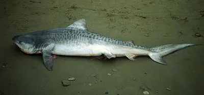 Tiger shark (Galeocerdo cuvier)