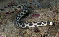 Tiger snake eel (Myrichthys maculosus)