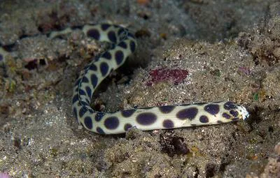 Tiger snake eel (Myrichthys maculosus)