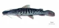 Tiger sorubim (Pseudoplatystoma tigrinum)