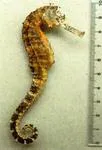 Tiger tail seahorse (Hippocampus comes)