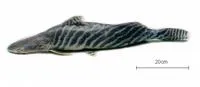 Tigerstriped catfish (Brachyplatystoma tigrinum)