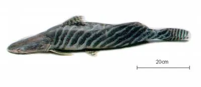 Tigerstriped catfish (Brachyplatystoma tigrinum)