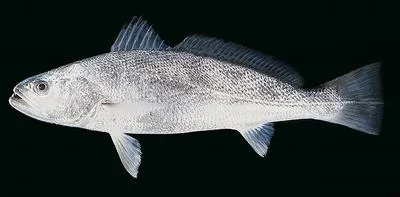 Tigertooth croaker (Otolithes ruber)