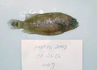 Tile-colored righteye flounder (Poecilopsetta plinthus)