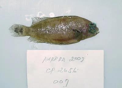 Tile-colored righteye flounder (Poecilopsetta plinthus)