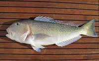 Tile fish (Lopholatilus villarii)