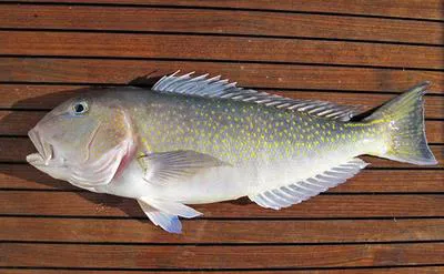 Tile fish (Lopholatilus villarii)