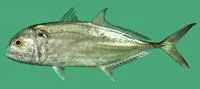 Tille trevally (Caranx tille)