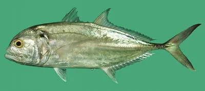 Tille trevally (Caranx tille)