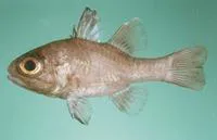 Timor cardinalfish (Apogonichthyoides timorensis)