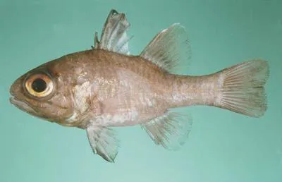 Timor cardinalfish (Apogonichthyoides timorensis)