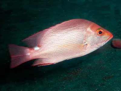 Timor snapper (Lutjanus timoriensis)