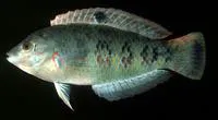 Timor wrasse (Halichoeres timorensis)
