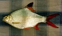 Tinfoil barb (Barbonymus schwanenfeldii)