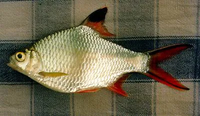 Tinfoil barb (Barbonymus schwanenfeldii)