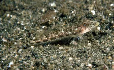 Tiny New Guinea longtail dragonet (Callionymus colini)