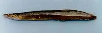 Tire track eel (Mastacembelus favus)