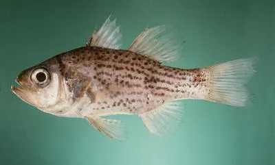 Titan cardinalfish (Holapogon maximus)