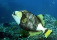 Titan triggerfish (Balistoides viridescens)