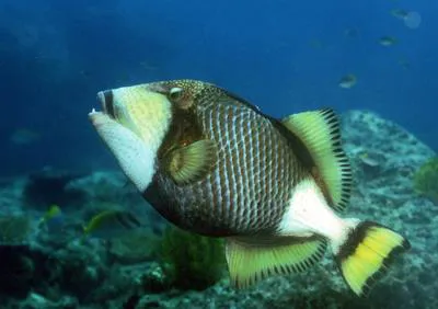 Titan triggerfish (Balistoides viridescens)