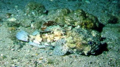 Toadfish (Barchatus cirrhosus)
