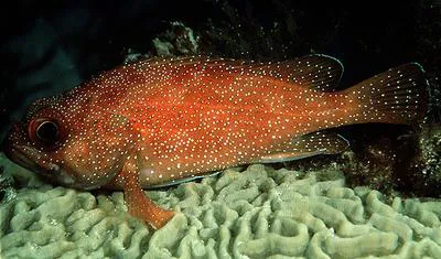 Toadstool groper (Trachypoma macracanthus)