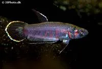 Toba betta (Betta rubra)