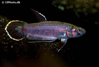 Toba betta (Betta rubra)