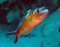 Tobaccofish (Serranus tabacarius)